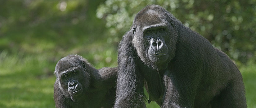 Lowland gorillas in a field of grass