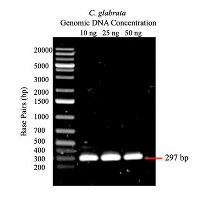 Genomic DNA Concentration