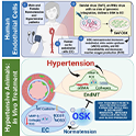 Graphic abstract of hypertension study